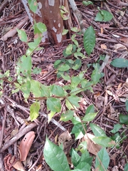 Myrcianthes fragrans