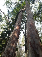 Myrcianthes fragrans