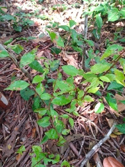 Myrcianthes fragrans