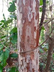 Myrcianthes fragrans