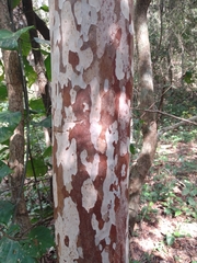 Myrcianthes fragrans