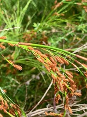 Baloskion tetraphyllum tetraphyllum