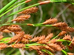 Baloskion tetraphyllum tetraphyllum
