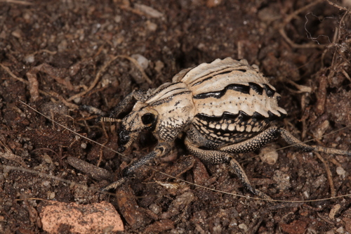 Brachycerus albidentatus