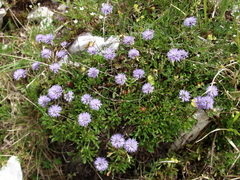 Globularia meridionalis