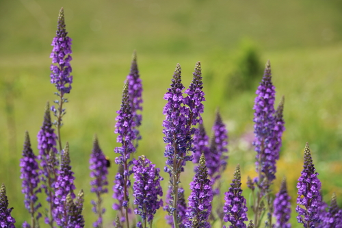 Purple Toadflax