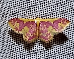 Lophosis labeculata