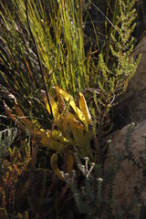 Lichtensteinia trifida trifida