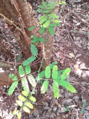 Havardia albicans