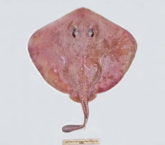 Urolophus bucculentus