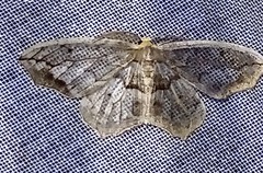 Hydatoscia ategua