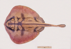 Urolophus cruciatus