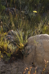Lichtensteinia trifida trifida