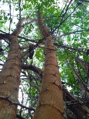 Havardia albicans