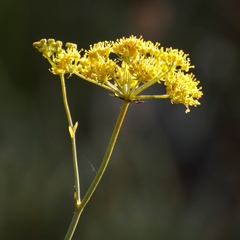Lichtensteinia trifida trifida