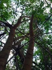 Havardia albicans