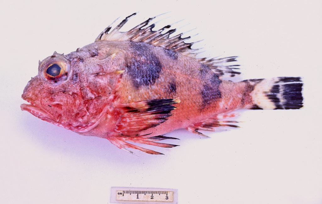 Coral Perch