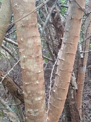 Havardia albicans