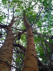 Havardia albicans