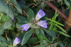 Hygrophila auriculata