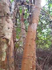 Havardia albicans