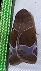 Hampsonodes mastoides
