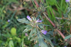 Hygrophila auriculata