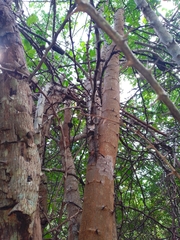 Havardia albicans