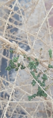 Caroxylon imbricatum