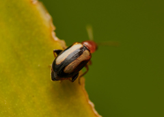 Luperomorpha