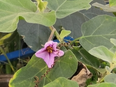 Solanum melongena