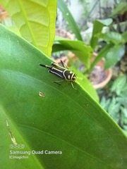 Ripipteryx rivularia