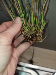 Juncus striatus