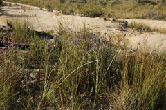 Pseudoselago verbenacea