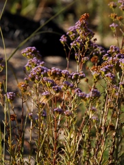 Pseudoselago verbenacea