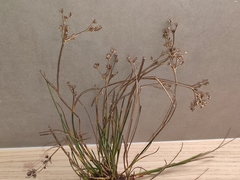 Juncus striatus