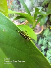 Ripipteryx rivularia