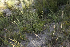 Lichtensteinia trifida trifida