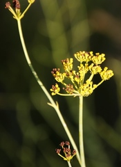 Lichtensteinia trifida trifida