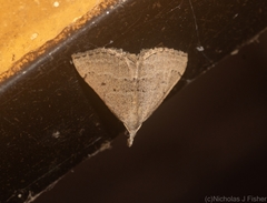 Dichromodes limosa