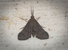Piletocera macroperalis