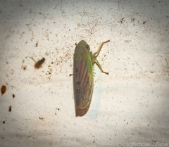 Linnavuoriella arcuata