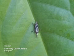 Ripipteryx rivularia