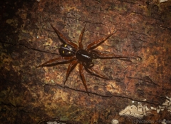 Euasteron enterprise