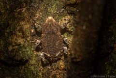 Poropterus bisignatus