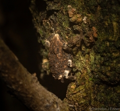 Poropterus bisignatus