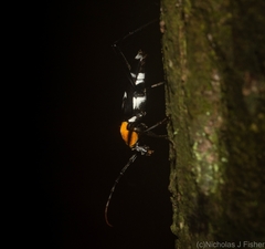 Demonax chrysoderes