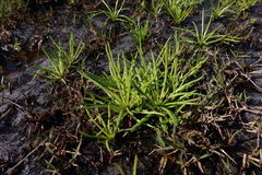 Ursinia tenuifolia