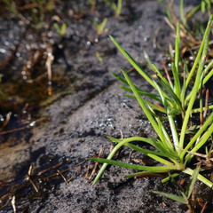 Ursinia tenuifolia
