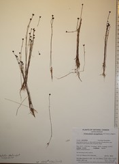 Utricularia resupinata